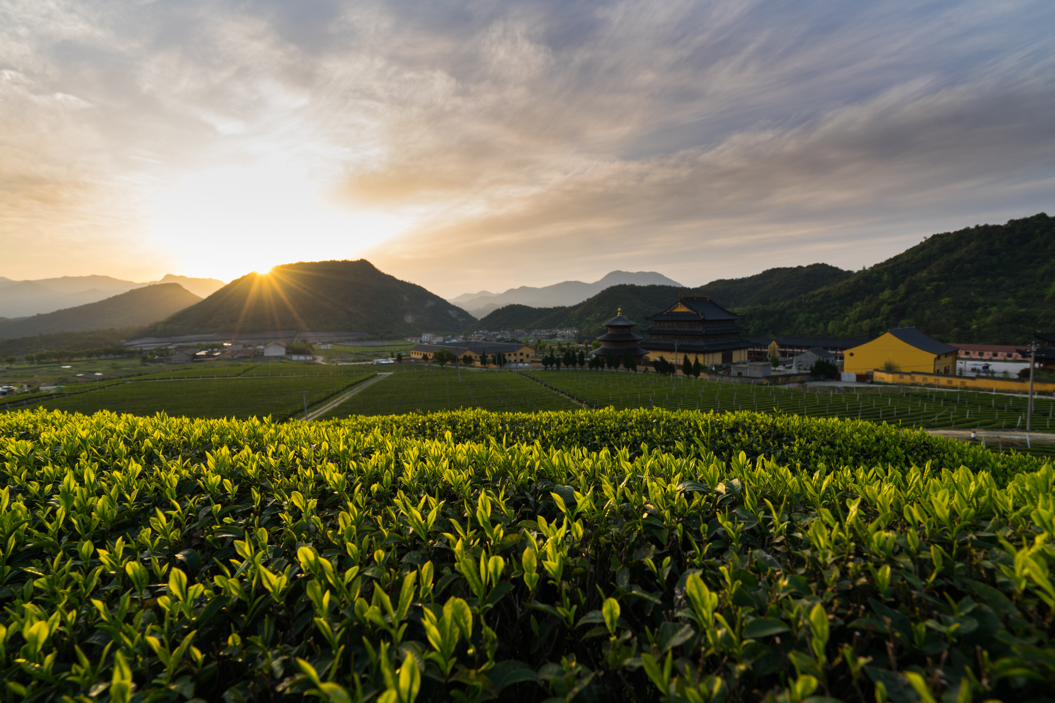 共品千年貢茶 紹興柯橋平水日鑄茶走進北京