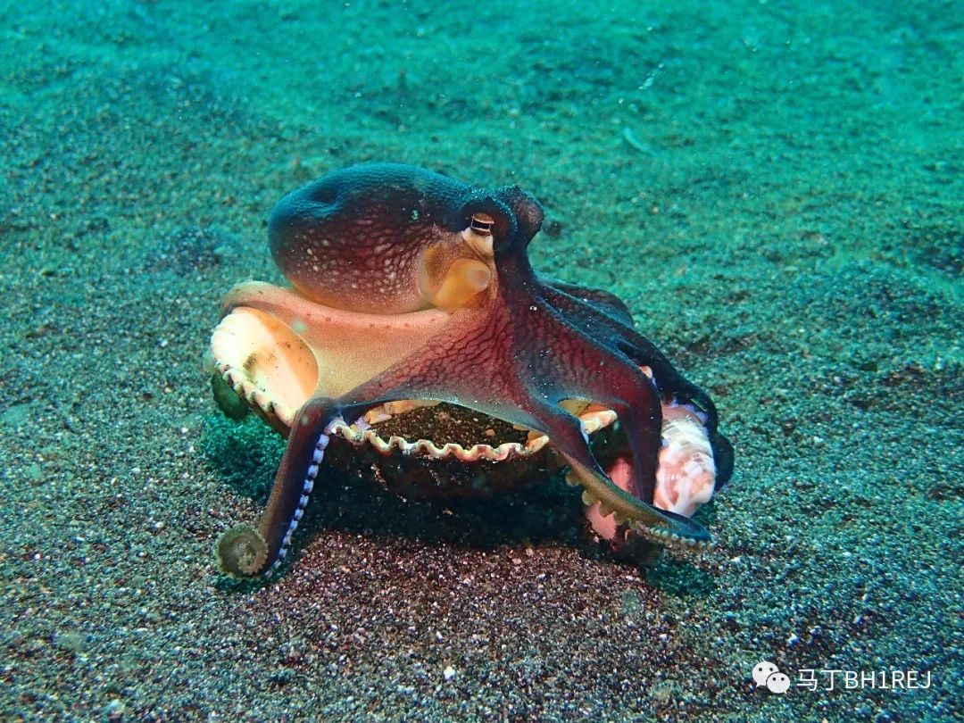 地球的奥秘- 拥有九个大脑的章鱼 the octopus with nine brains