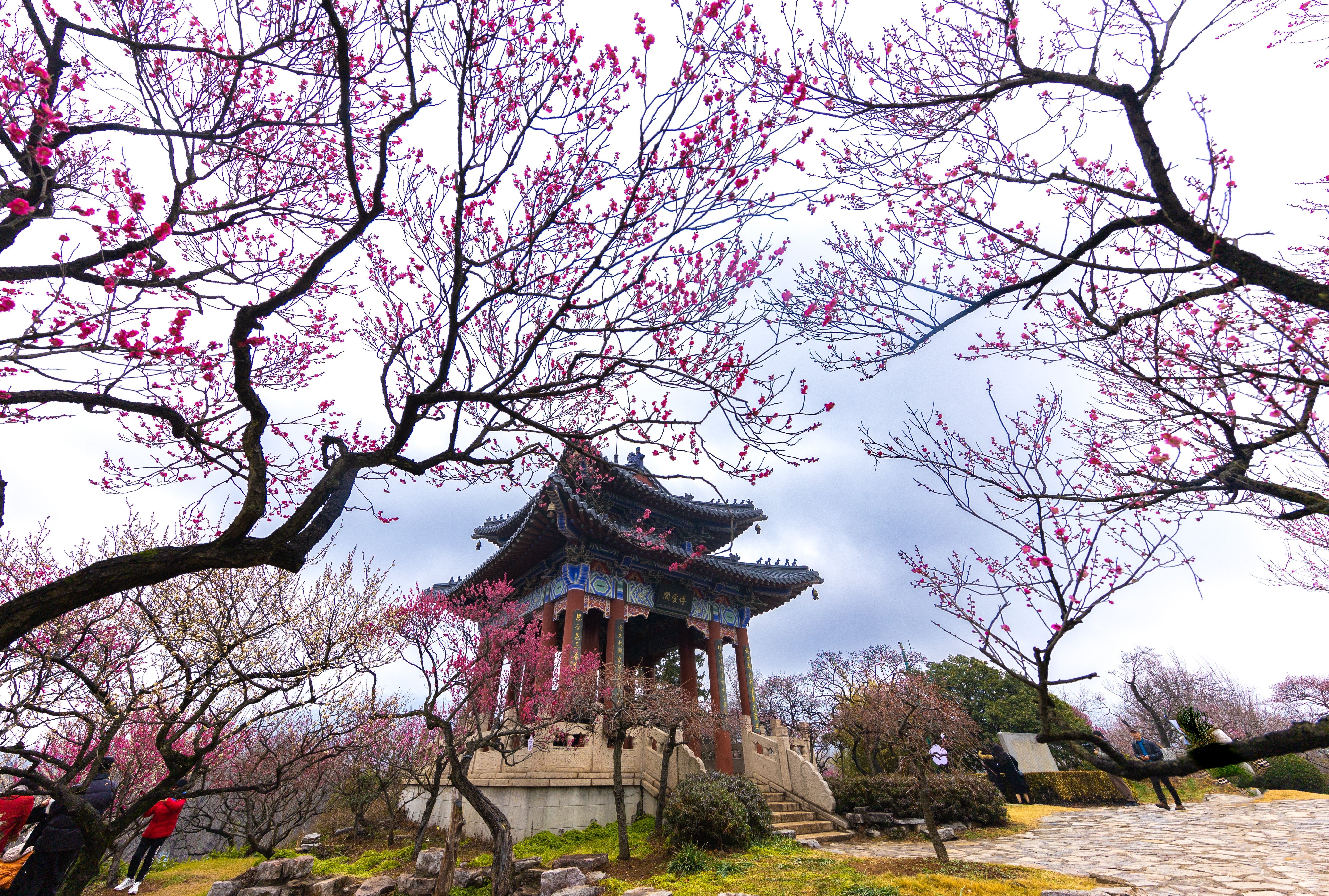 又到赏梅时,第28届南京国际梅花节明日开幕,36项特色活动等你来