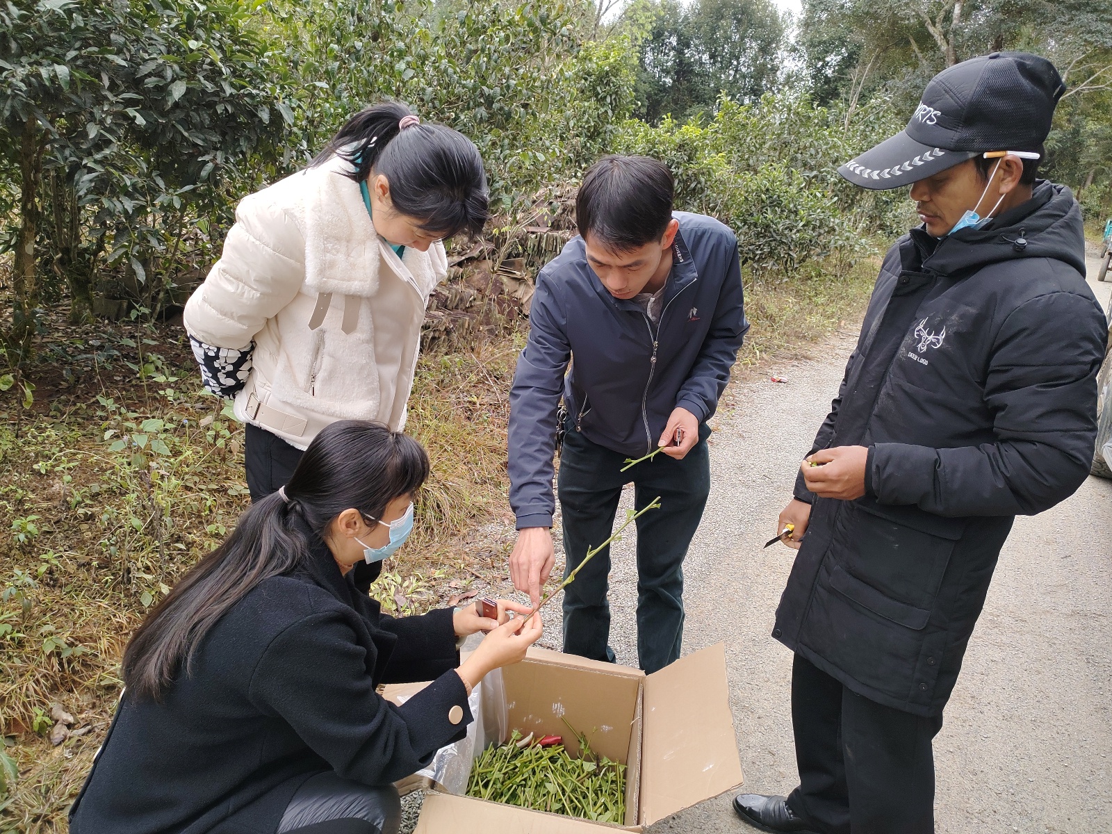 勐海县开展茶树嫁接技术培训会