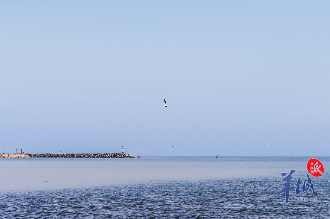 视频·大美岭南|珠海淇澳岛:瞻彼淇奥 绿竹猗猗