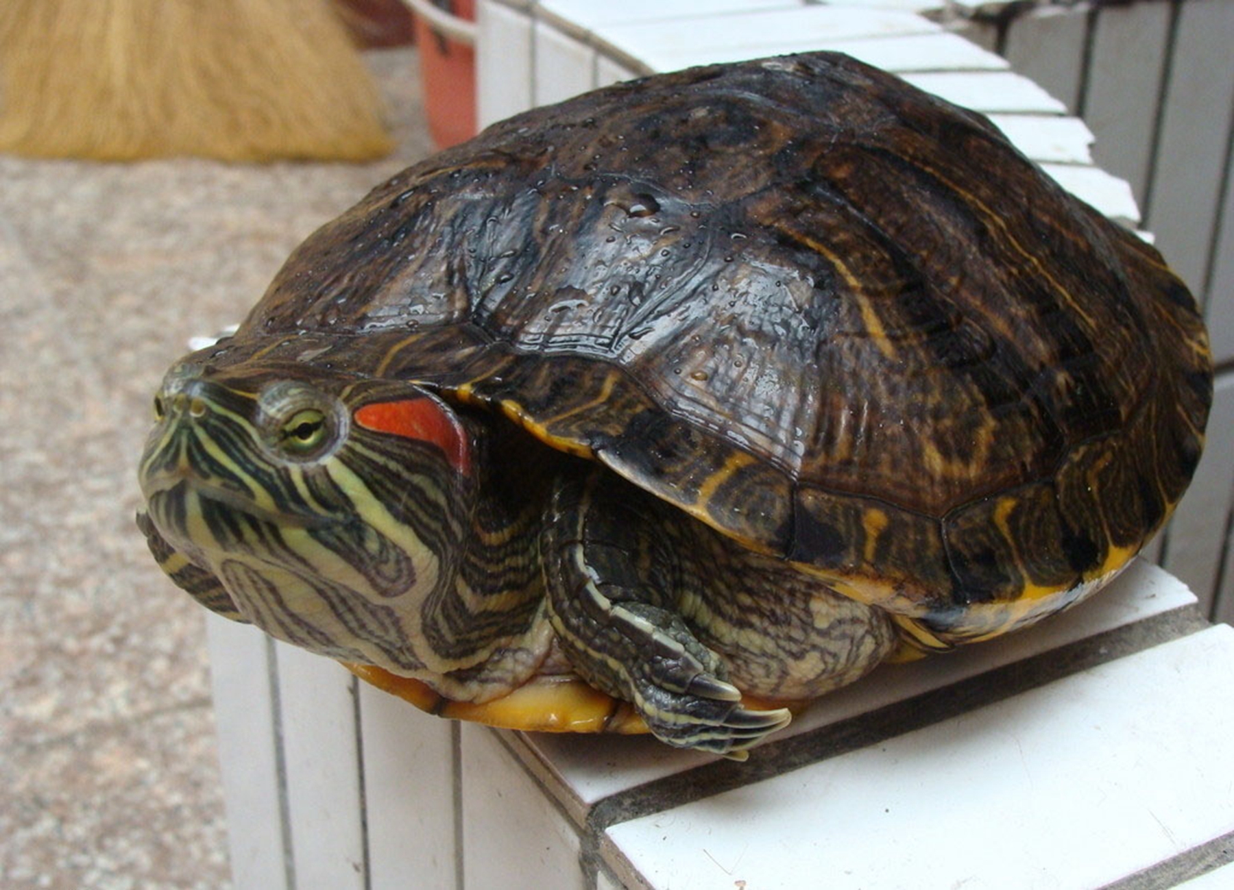红耳龟的寿命是多久?饲养红耳龟的注意事项有哪些?