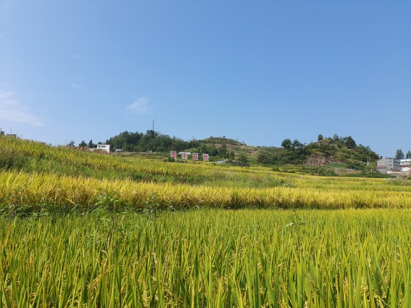 奉节县甲高镇:助力乡村振兴 "一米两油"稳增收