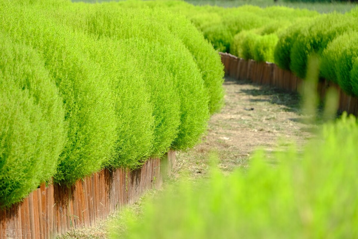 独家:北京奥森现"绿野仙踪"奇景 地肤草景观走红