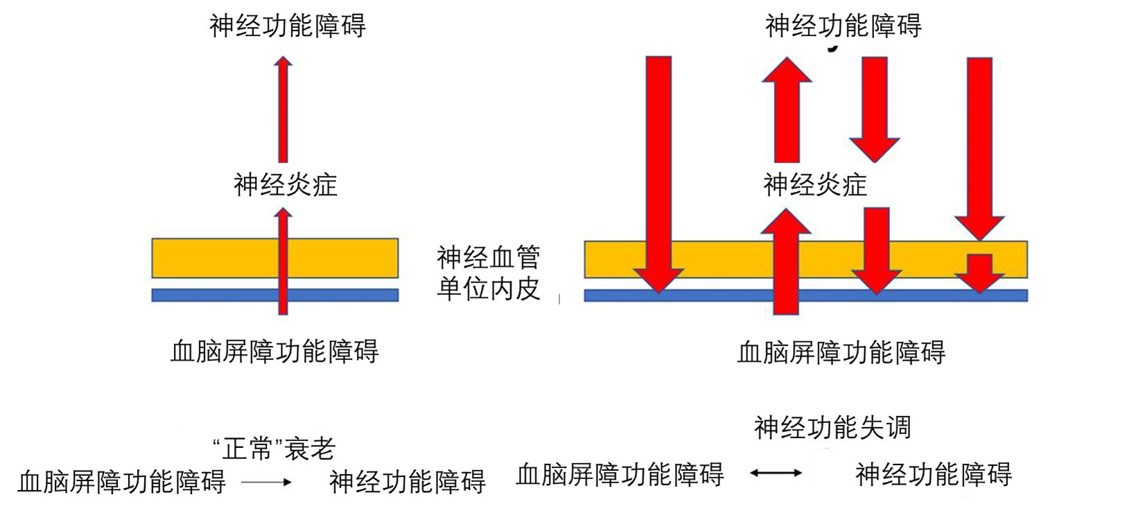 血脑屏障受损图片