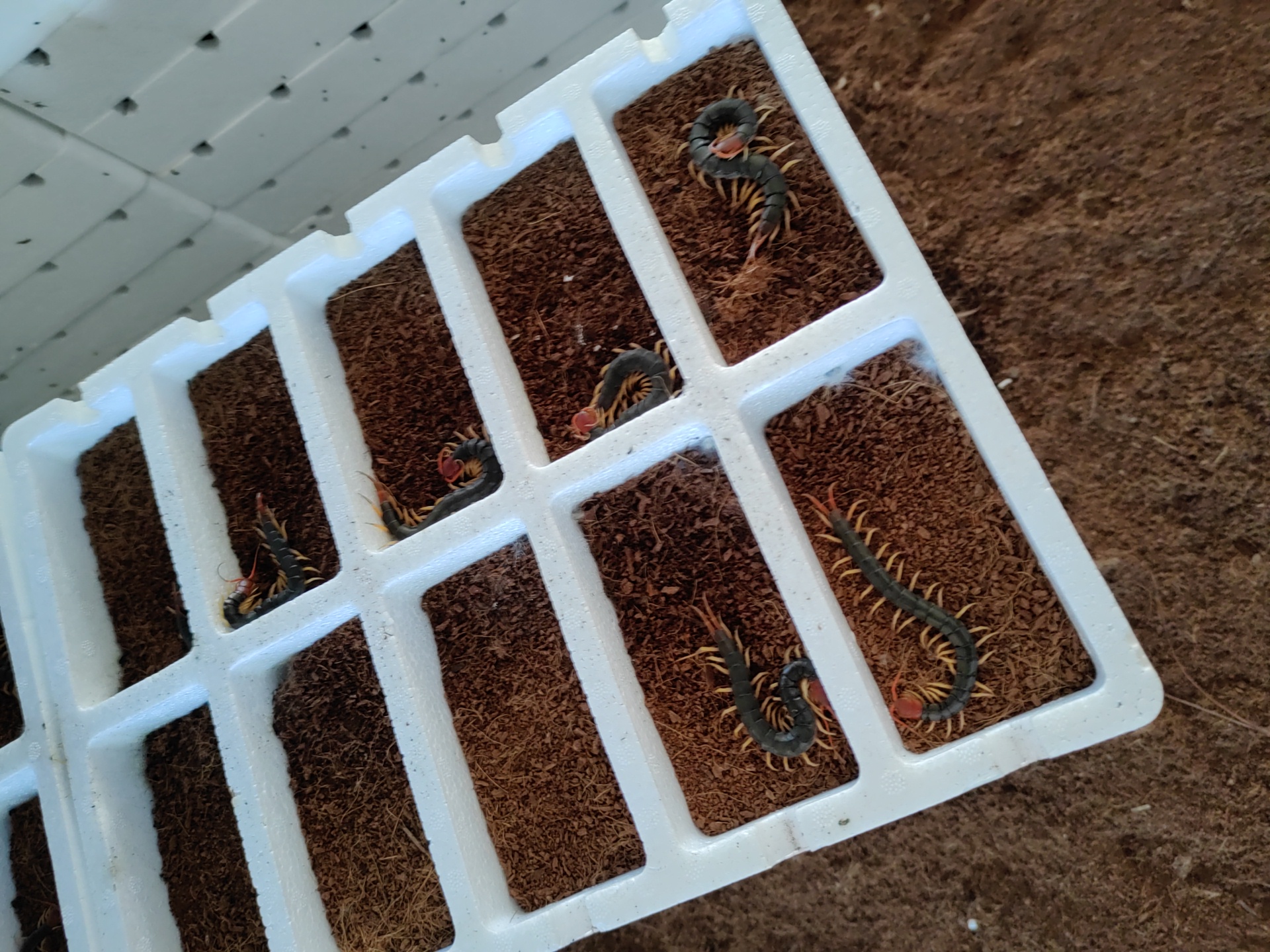 湖北随州胜隆蜈蚣养殖基地专业蜈蚣养殖三十年