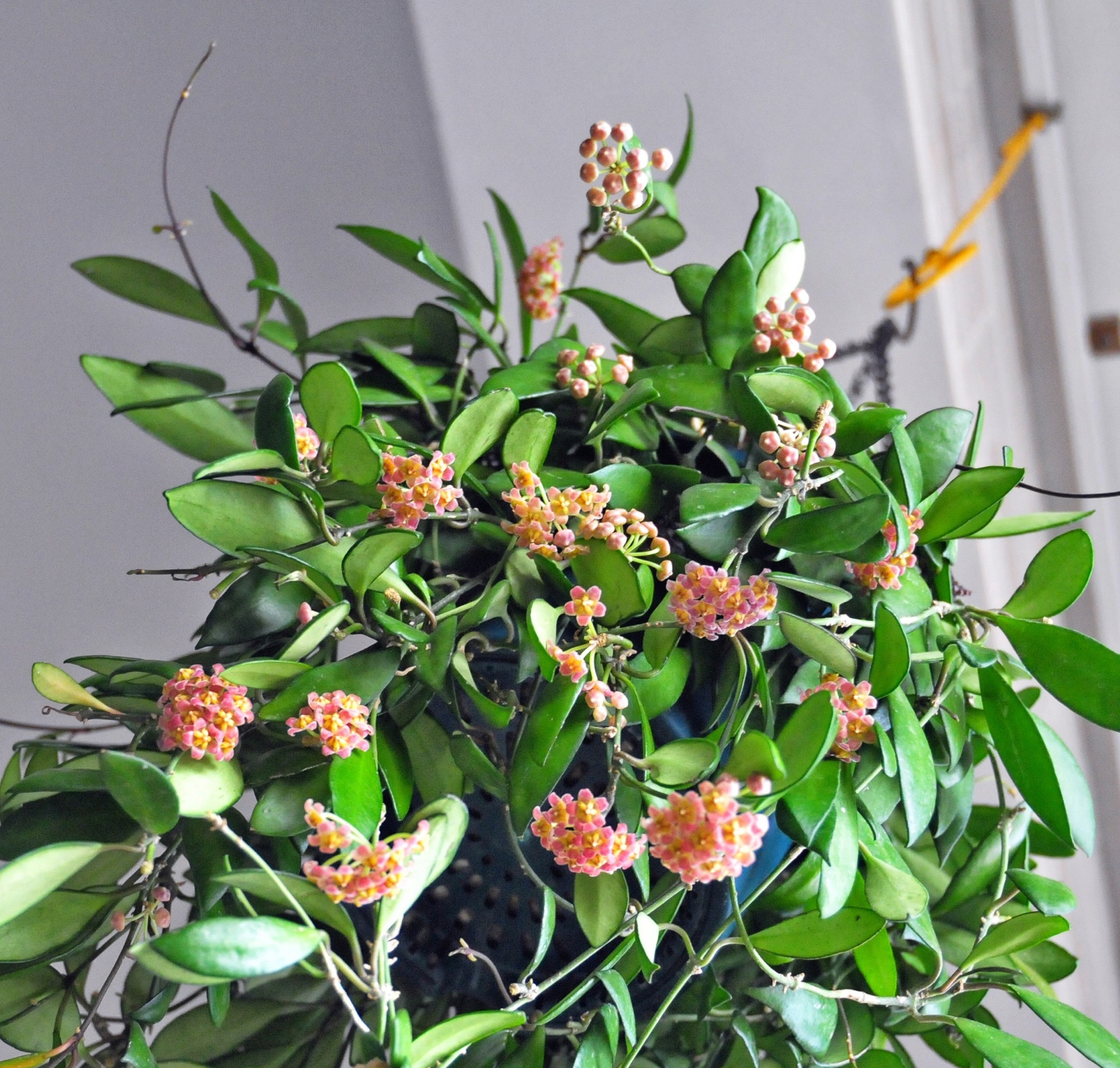 封闭阳台也能养的花—戴维德球兰,观叶赏花又闻香,养护也不难