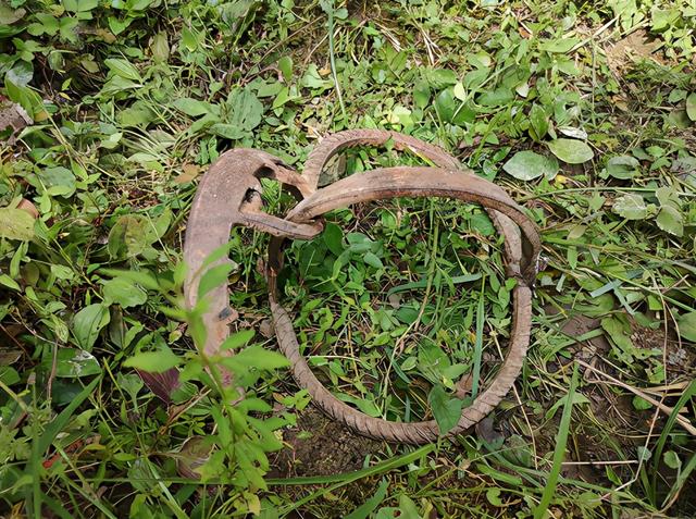 上山"采菌子",女子不幸踩中捕兽夹 消防员进山剪切施救