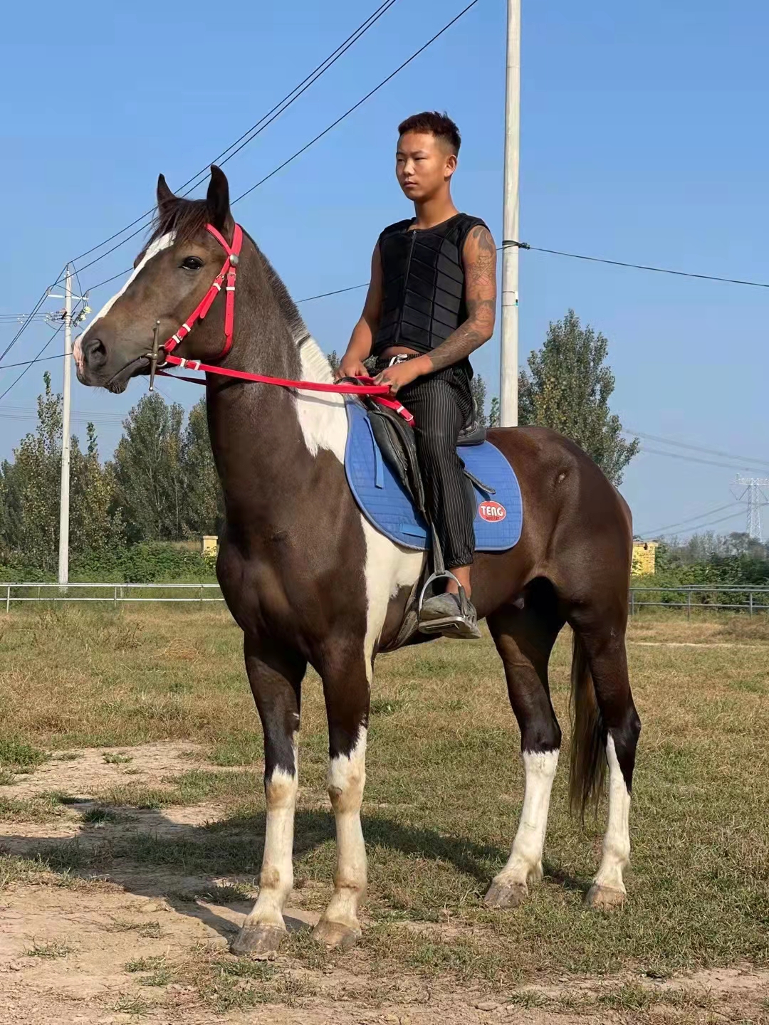 骑乘马养殖基地 山东济宁嘉祥养殖场