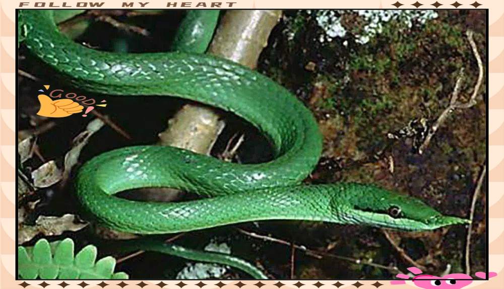 探索自然界中的多种绿色蛇类