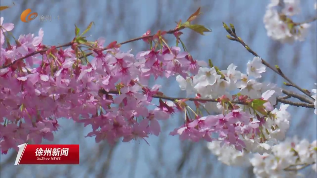 彭祖园樱花图片