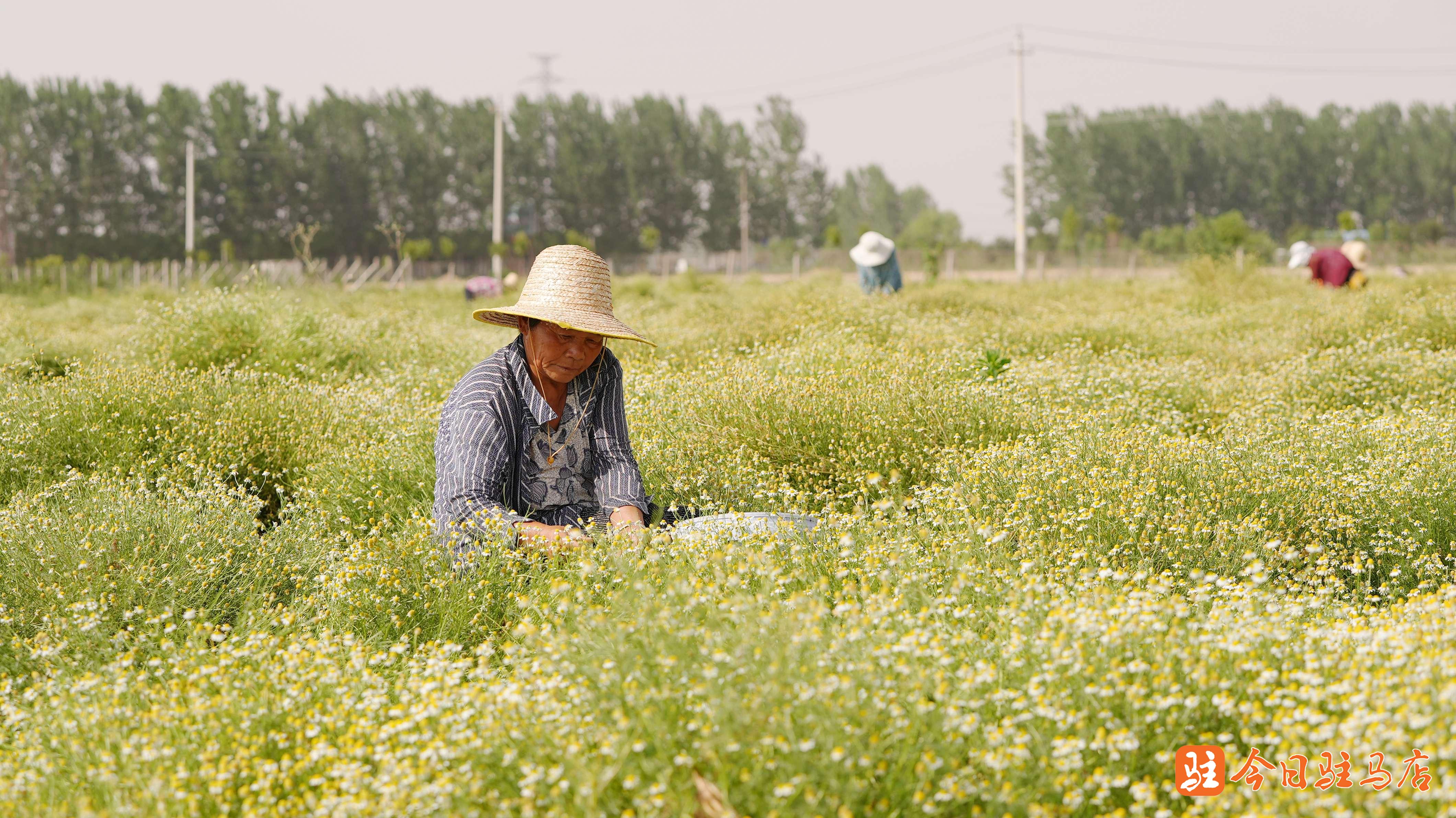 驻马店西平县:洋甘菊托起产业振兴梦