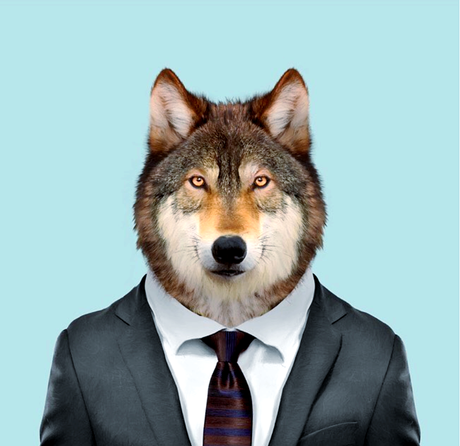 动物肖像走红,这些"衣冠禽兽"有哪些趣味瞬间