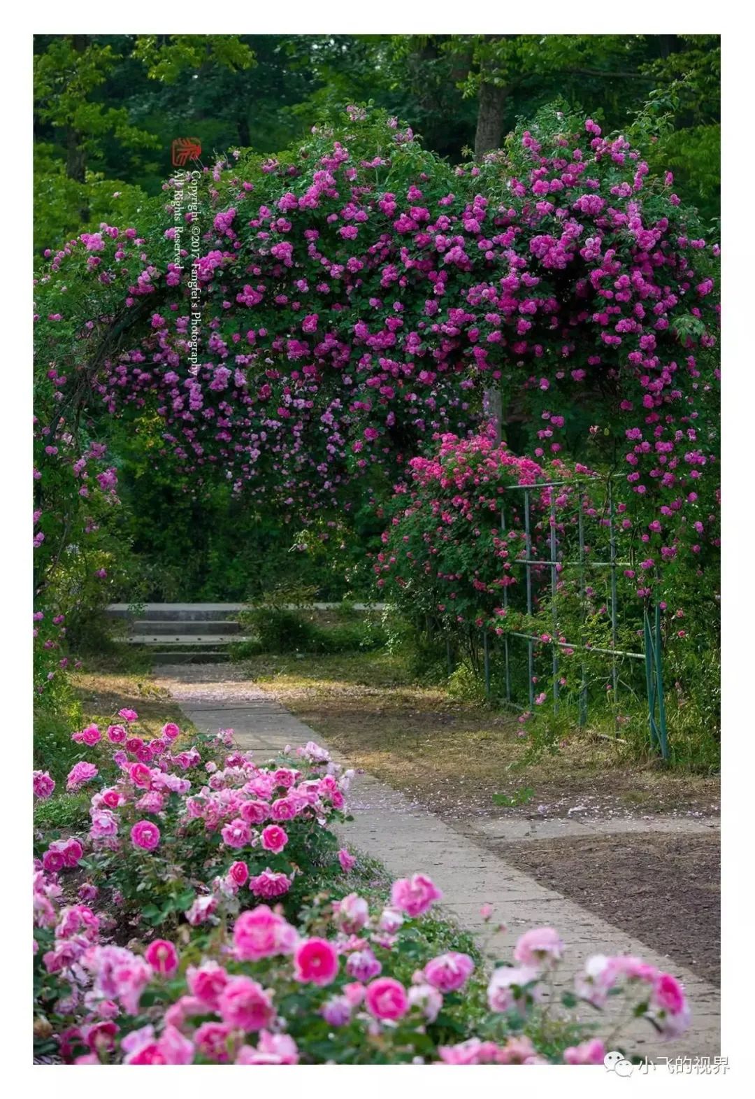 中山植物园北园中的蔷薇园, 是集蔷薇科植物研究,栽培,观赏于一体的