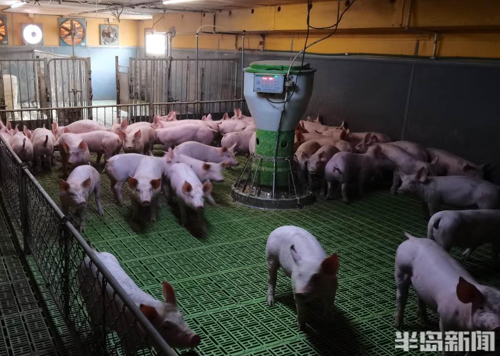 半岛探访丨自动投喂,实时监控……农民养猪用上智能低碳新模式