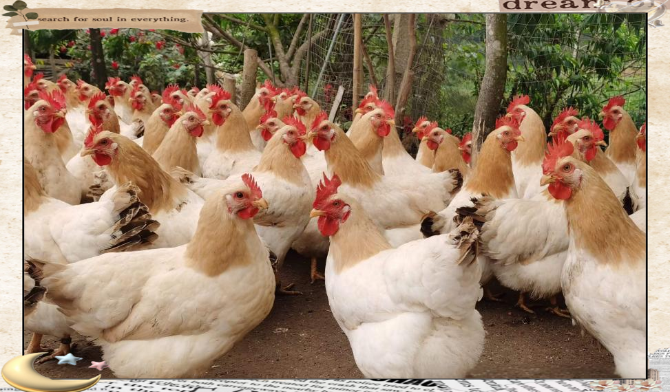 岑溪古典鸡:美味与文化的完美交融,荣获"中华名鸡"称号