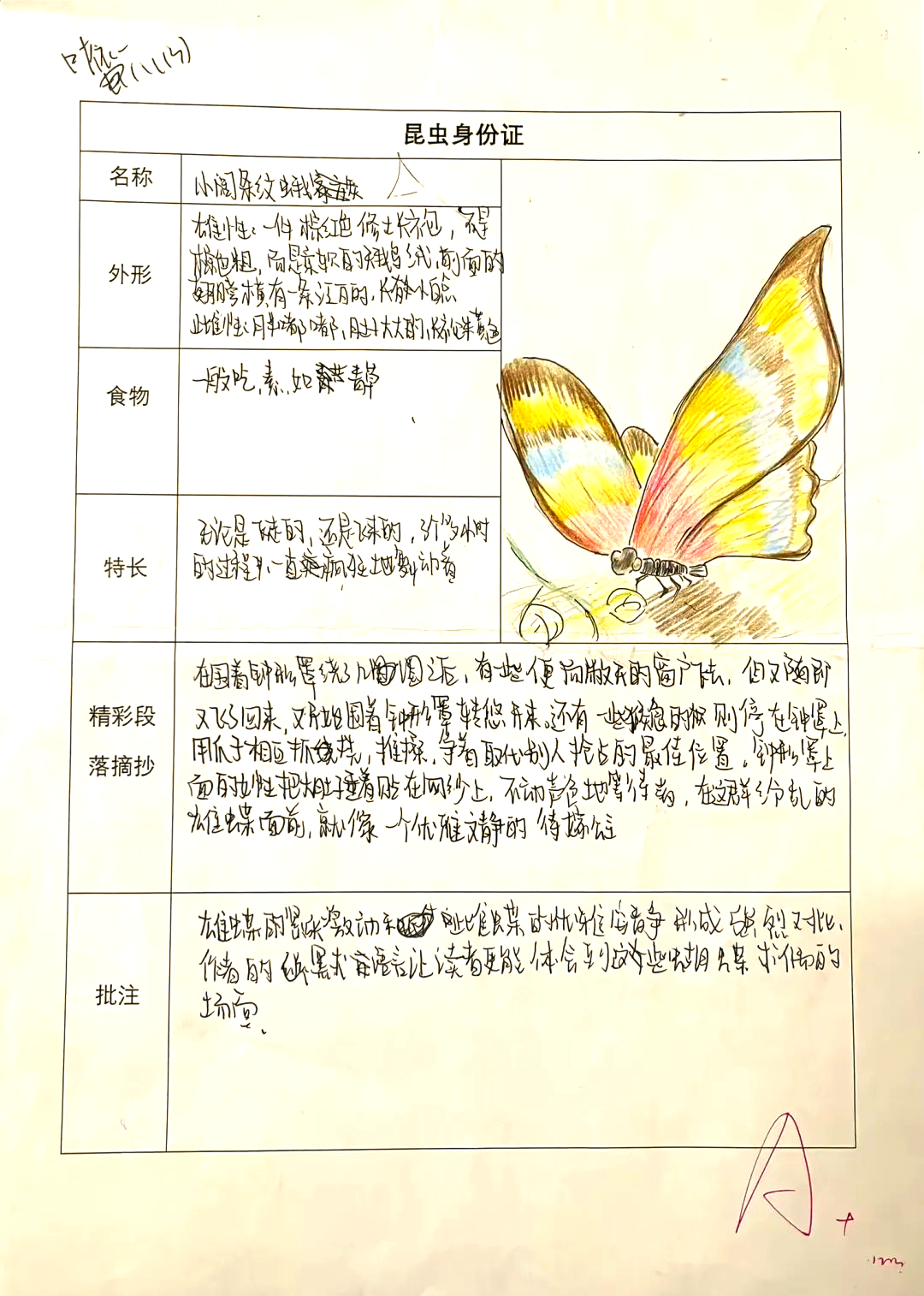 《昆虫记》特色作业展示:制作昆虫名片,探寻生命奥秘