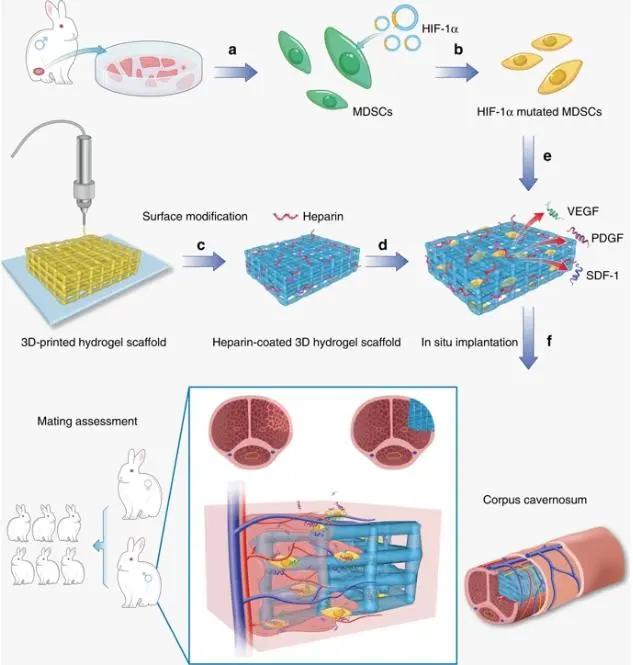 中美团队用水凝胶修复生殖器缺损,让试验兔成功交配并产子