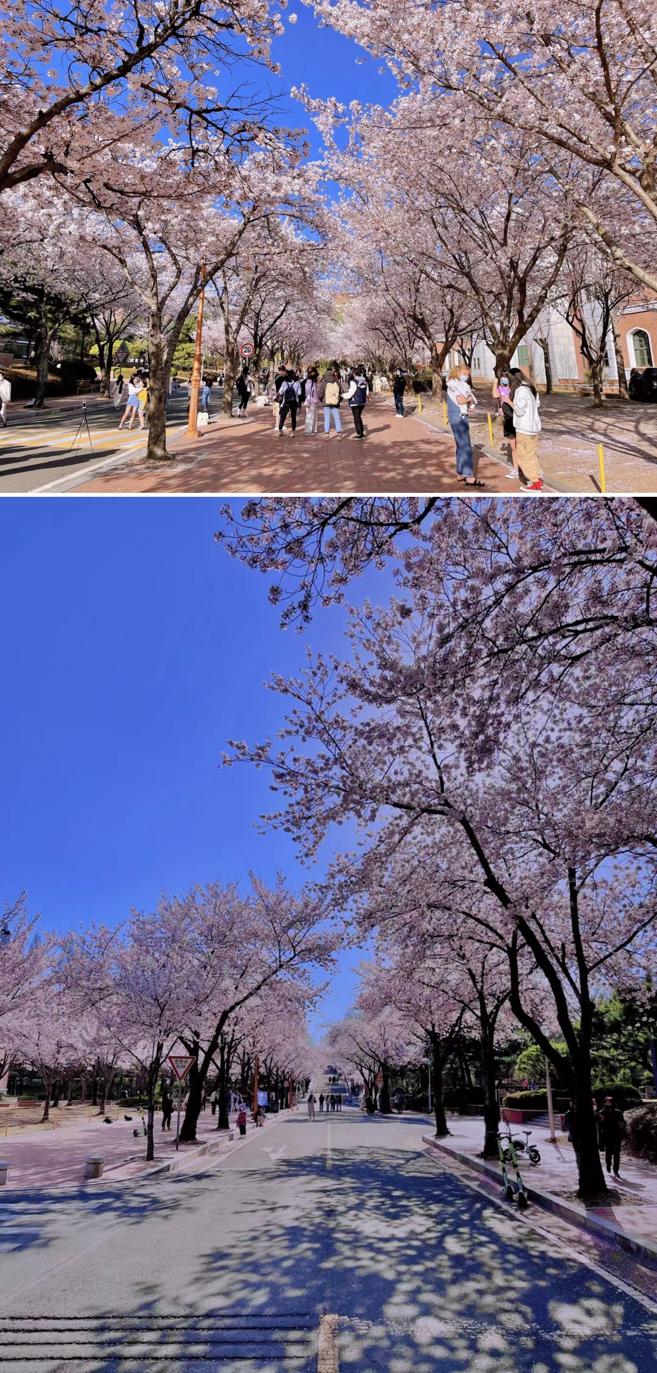 艺考丨韩国启明大学音乐与表演艺术学院-戏剧与音乐剧表演专业