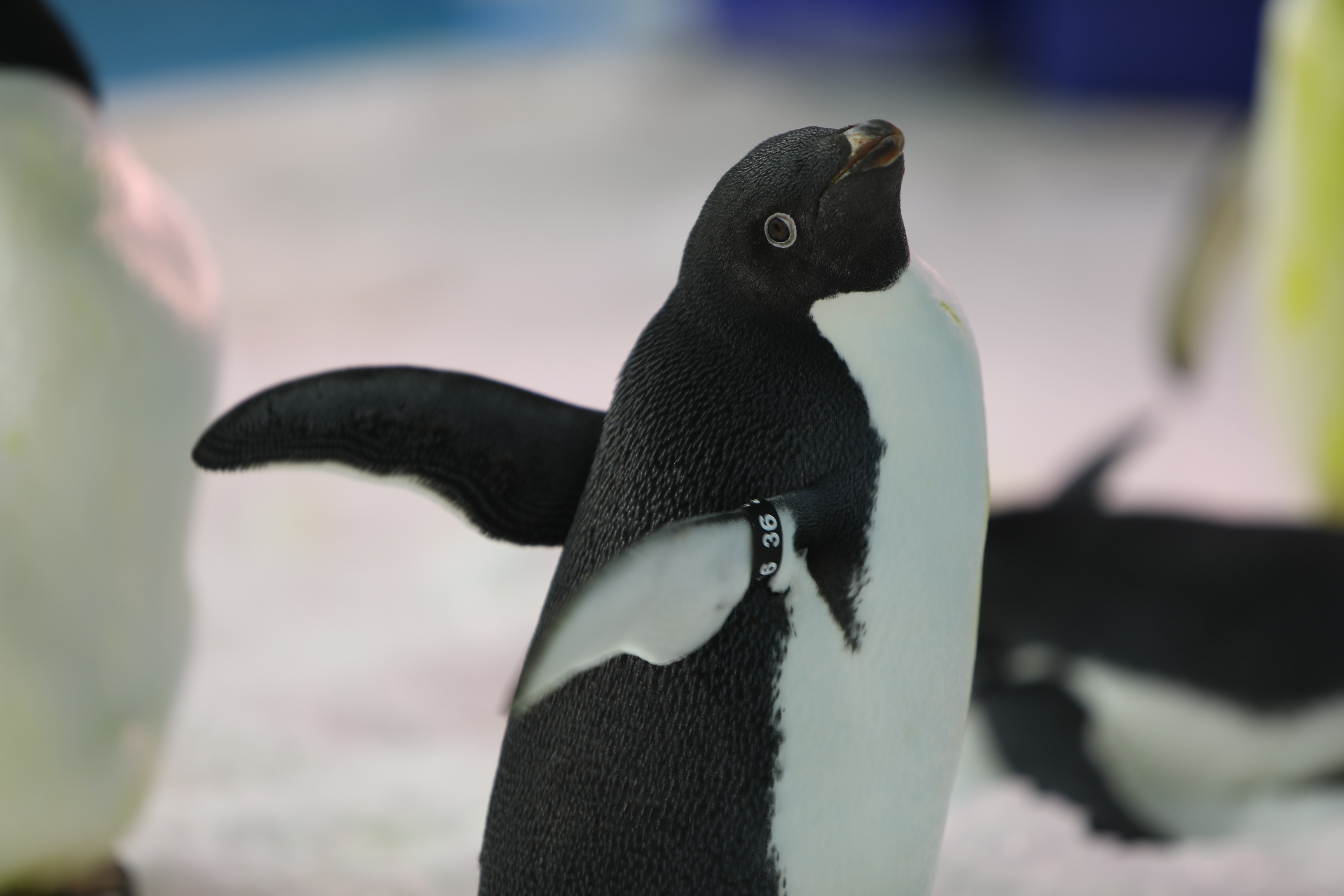 (社会)冰城"新星"到:黑龙江省首次引进阿德利企鹅