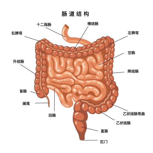 从食物到便便