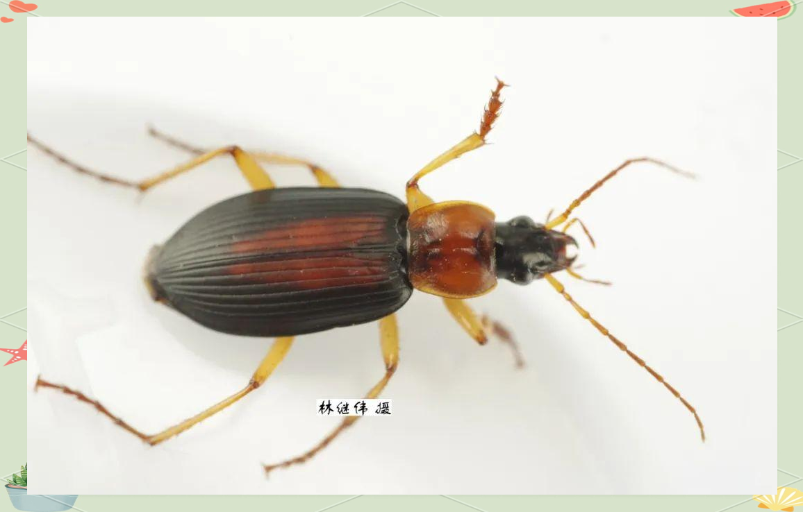 多种鞘翅目昆虫介绍及照片分享