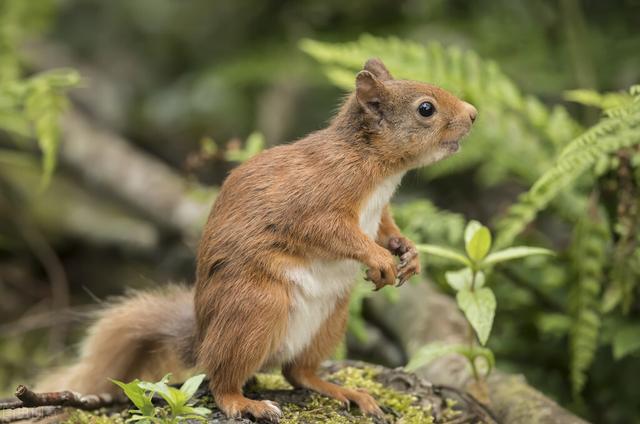 日本野生动物保护立法及启示:实施全面保护下分类保护与管理制度