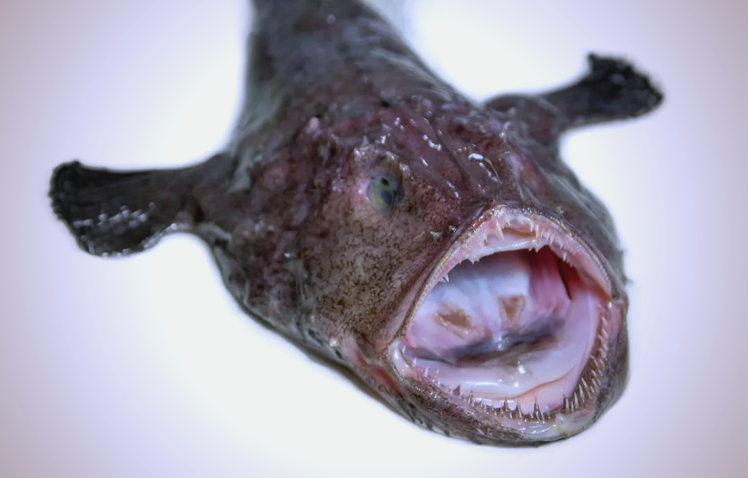 深海琵琶鱼:海洋中独特的丑鱼,拥有异于常鱼的腿与发光器官