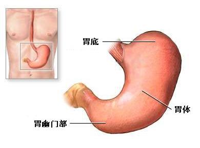 胃癌晚期,整个胃都是肿瘤细胞,能不能移植一个新的胃?