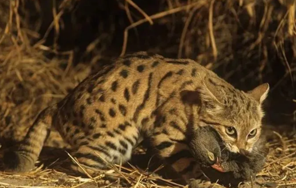 猫科捕猎成功率最高的"杀戮机器",非洲最小的猫,被全世界禁养