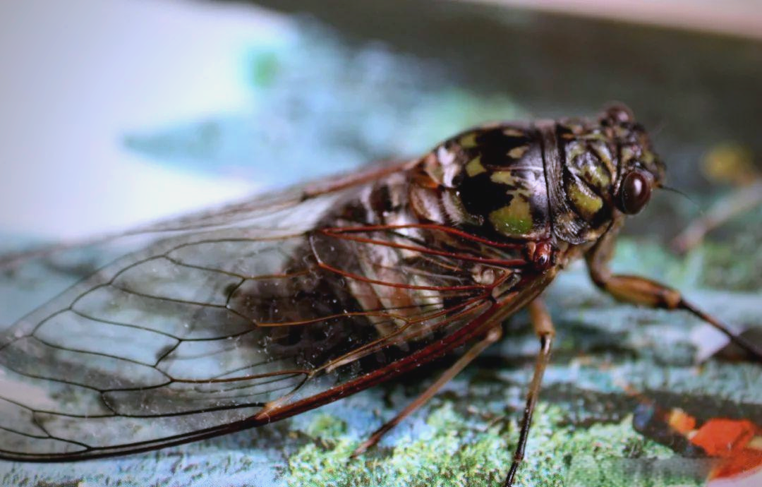 知了为什么会叫