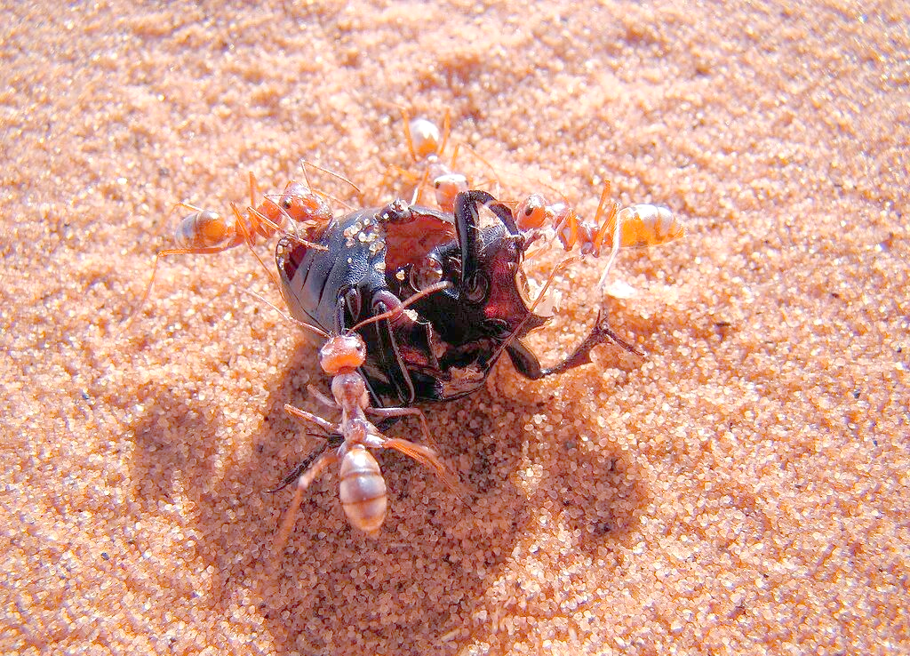 撒哈拉沙漠银蚁:每天仅工作10分钟,生存策略独特且危险