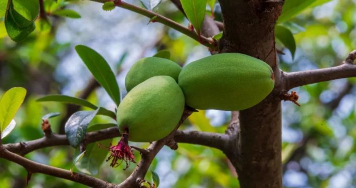 江苏惠明农产品:中药材——木瓜