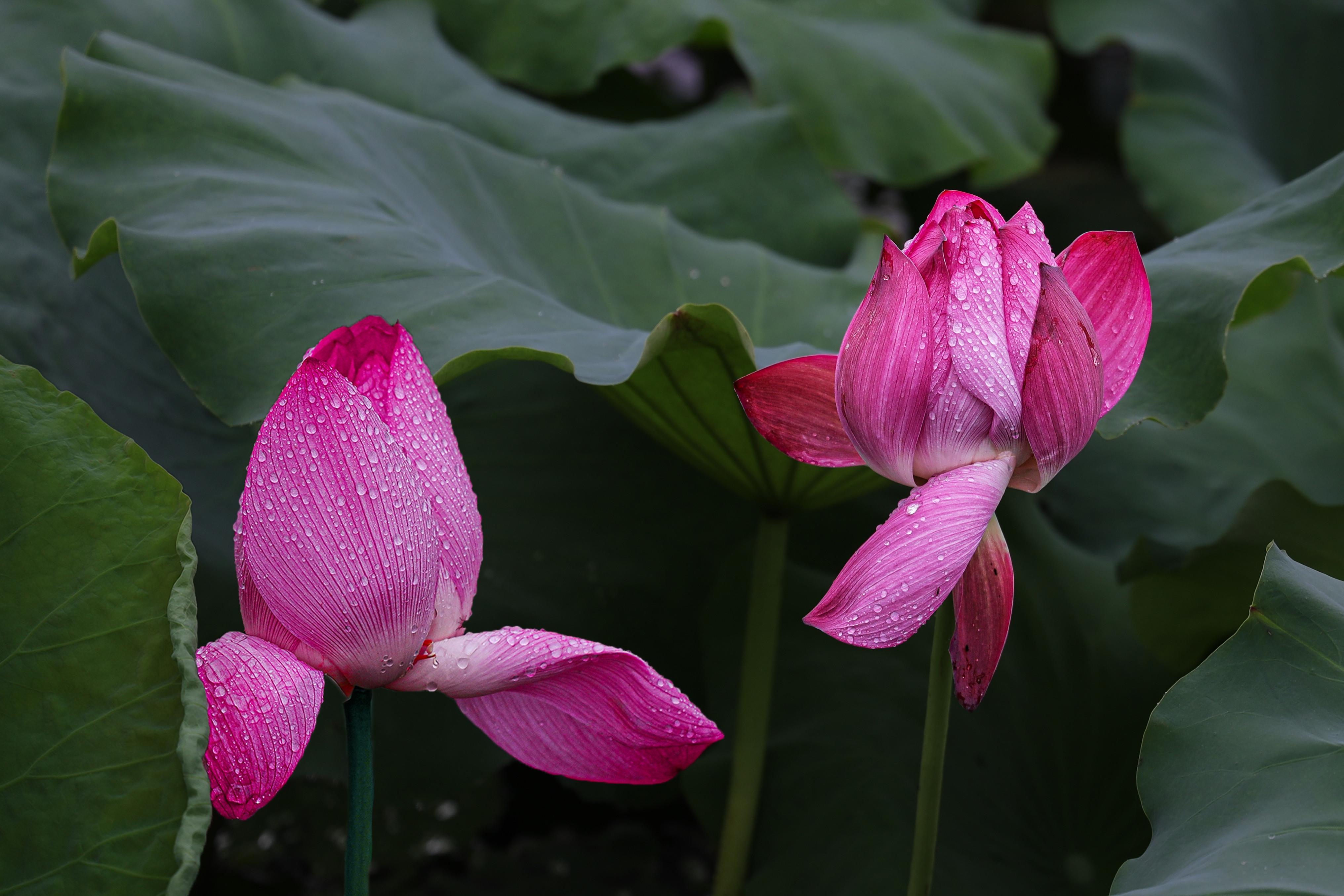 荷花满池塘