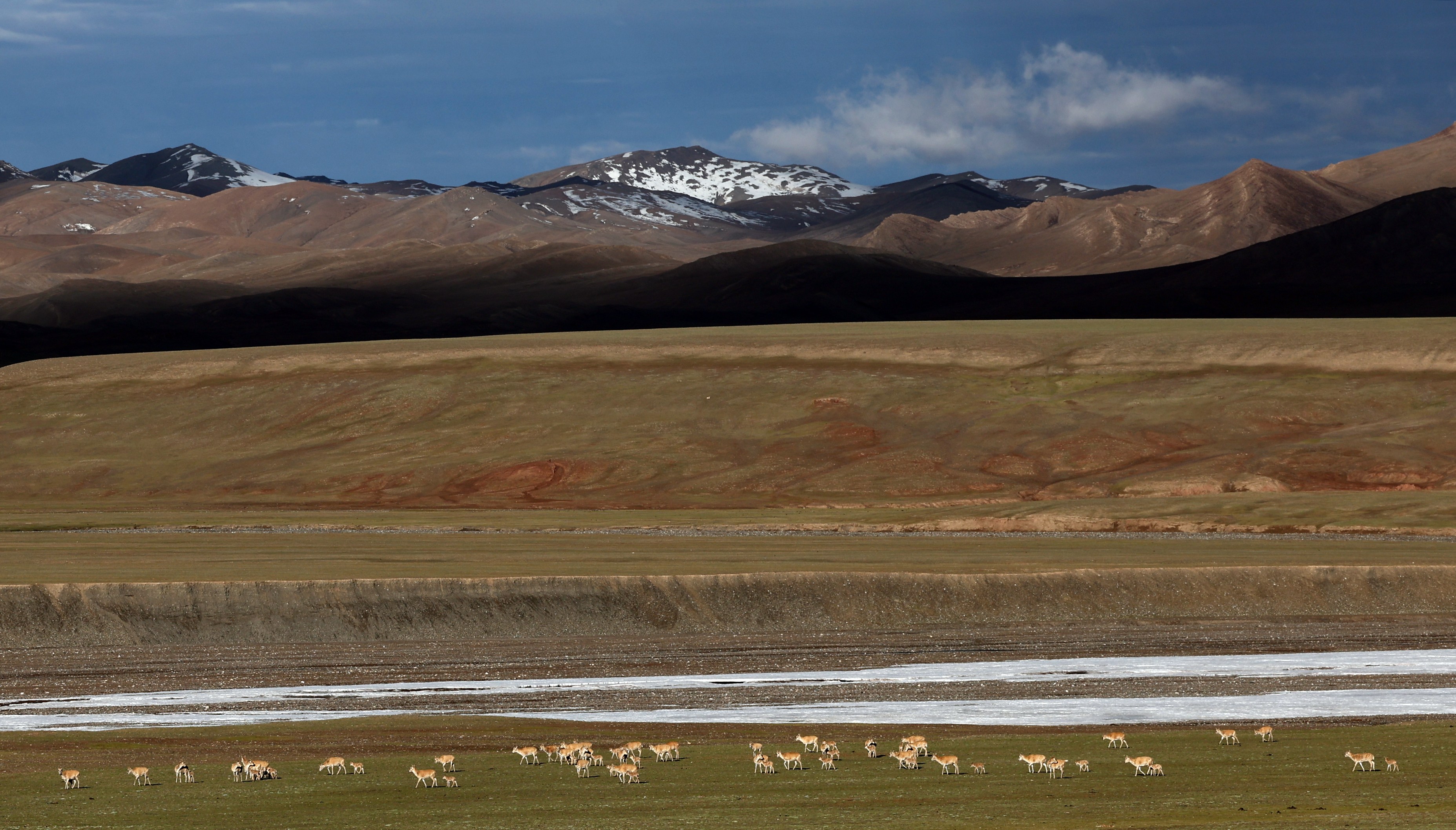新疆阿尔金山国家级自然保护区藏羚羊进入产羔高峰