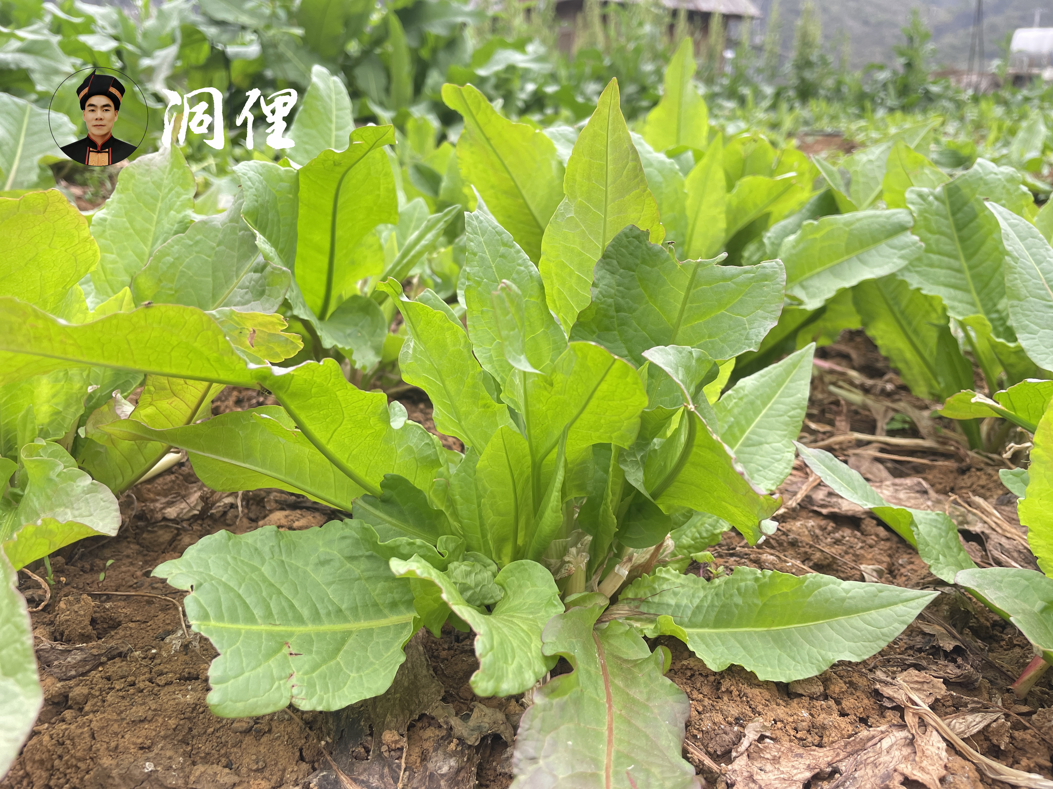 洞俚生态:食叶草凭什么胜过豆粕,苜蓿成为蛋白饲料的后起之秀?
