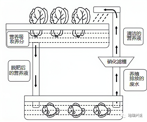 鱼菜共生结构图图片