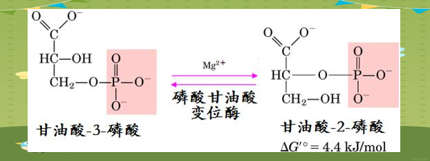 糖酵解的详细步骤与生理意义解析