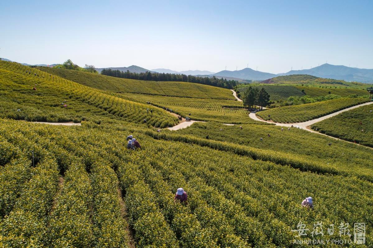 宣城:生态茶园采茶忙