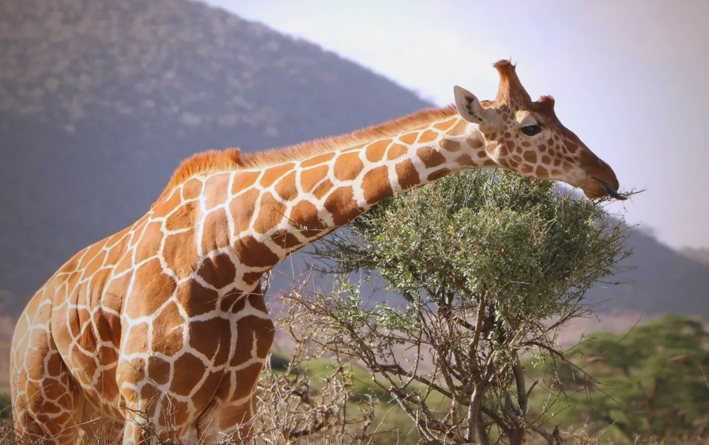 长颈鹿:非洲的独特哺乳动物