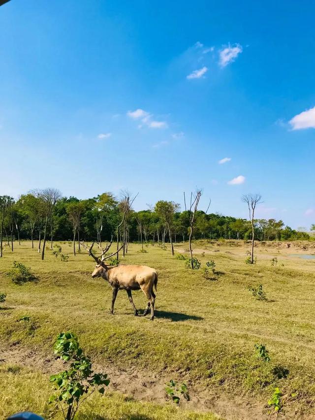 江苏盐城大丰中华麋鹿园是世界更大野生麋鹿保护区,五a级景区