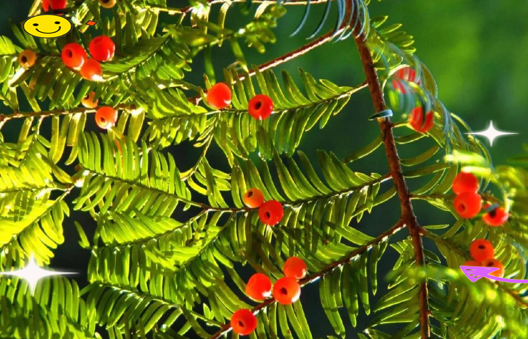红豆杉:珍稀濒危的植物"大熊猫"