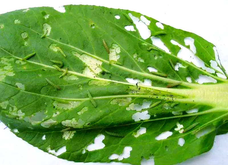 吊丝虫的危害特点与综合防治策略