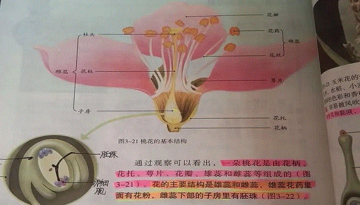 花的根茎叶花结构图图片