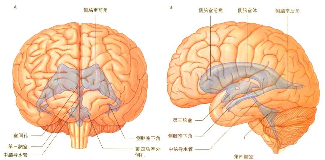 脑室和蛛网膜下腔的详细解剖概述