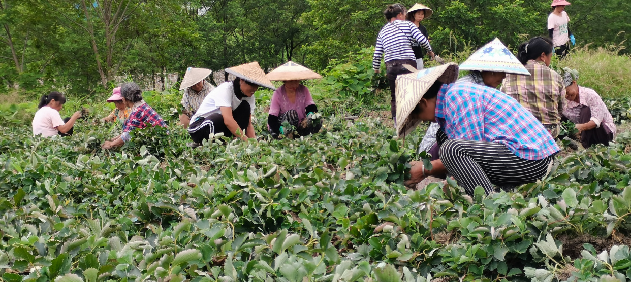果树树苗基地
