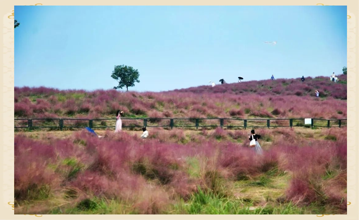武汉光谷二妃山:粉色花海与城市天际线的浪漫邂逅