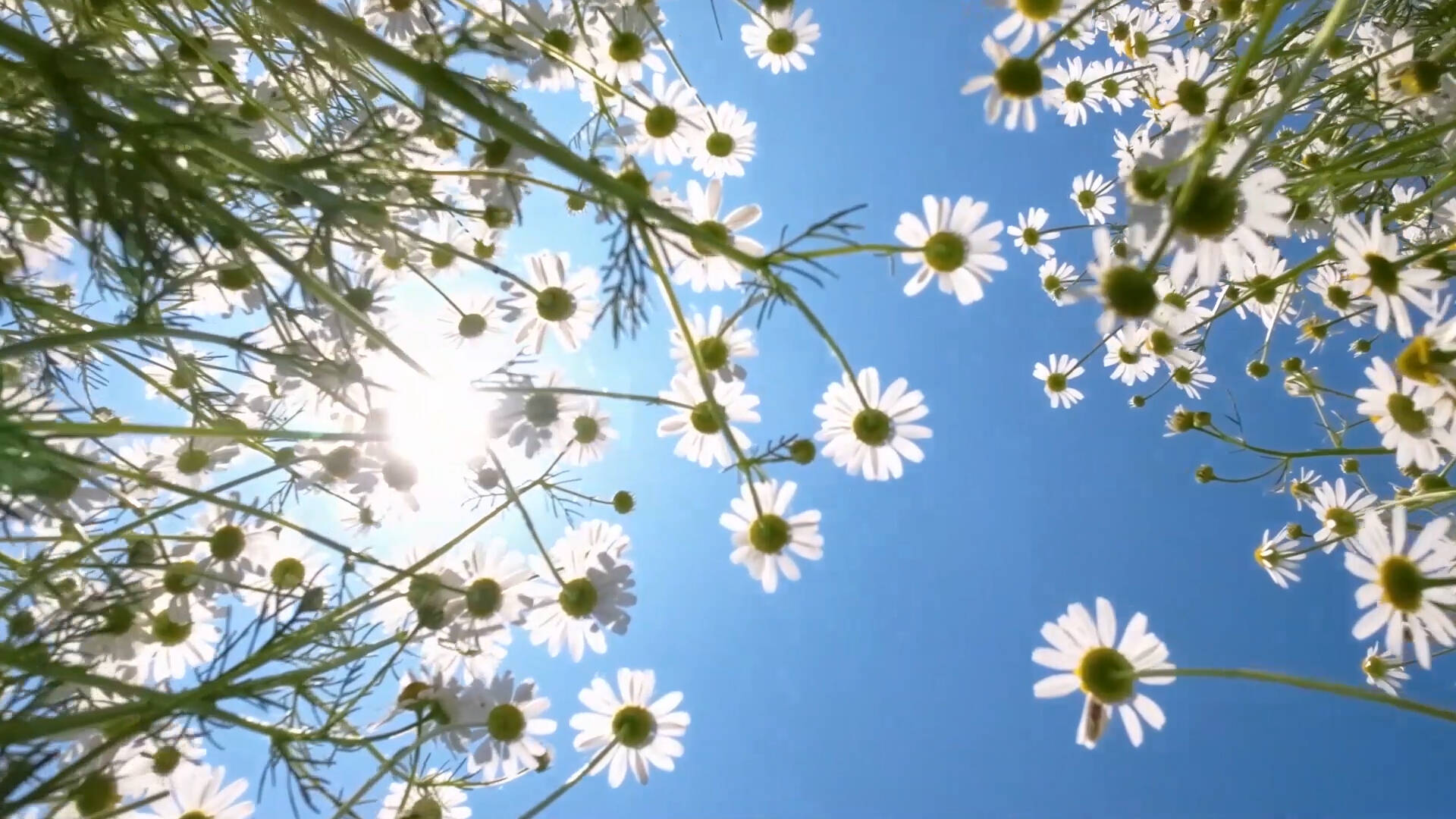 聊城市东昌府区:洋甘菊"清新"绽放