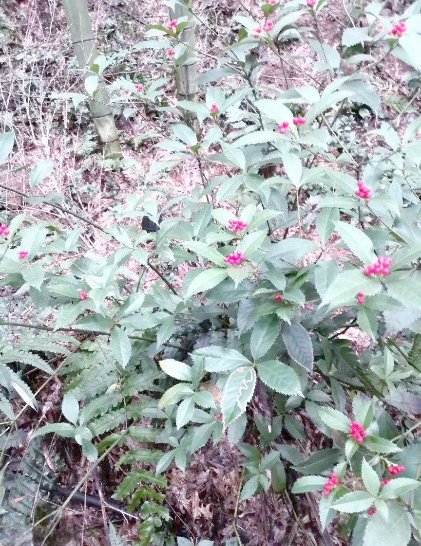 的多样别名与功能解析