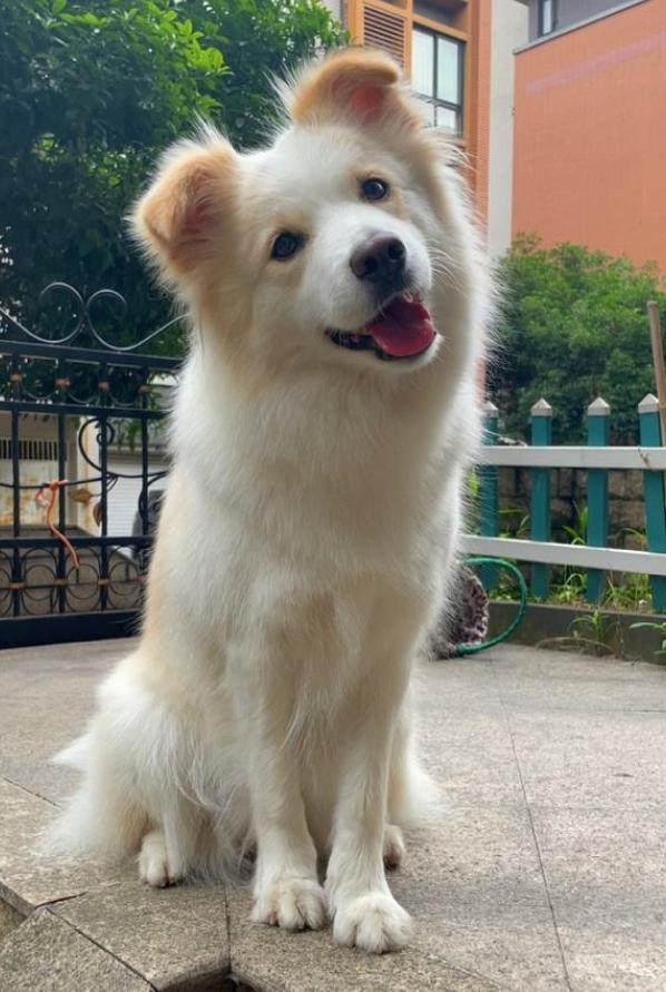 喜欢边牧的小伙伴都有了解过这些吗